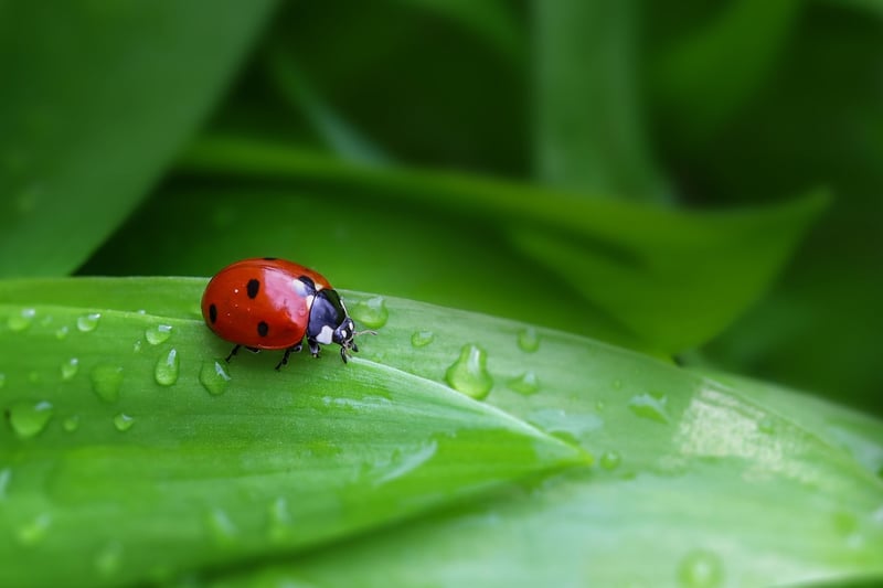 Ladybug in the garden